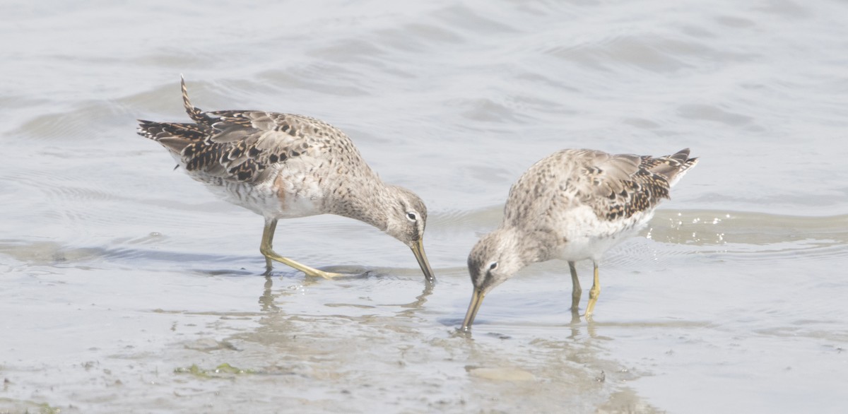 Long-billed Dowitcher - ML26590961