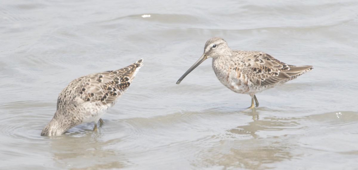 Long-billed Dowitcher - ML26590971