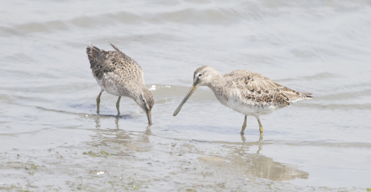 Long-billed Dowitcher - ML26590981