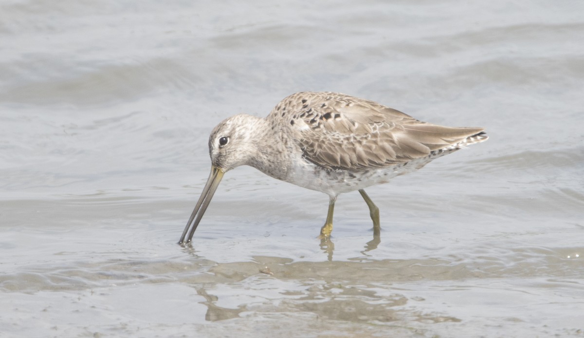 Long-billed Dowitcher - ML26591001