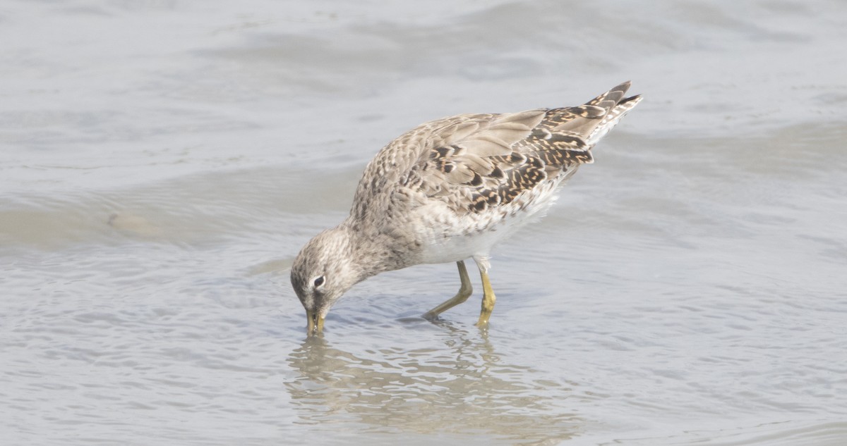 Long-billed Dowitcher - ML26591011