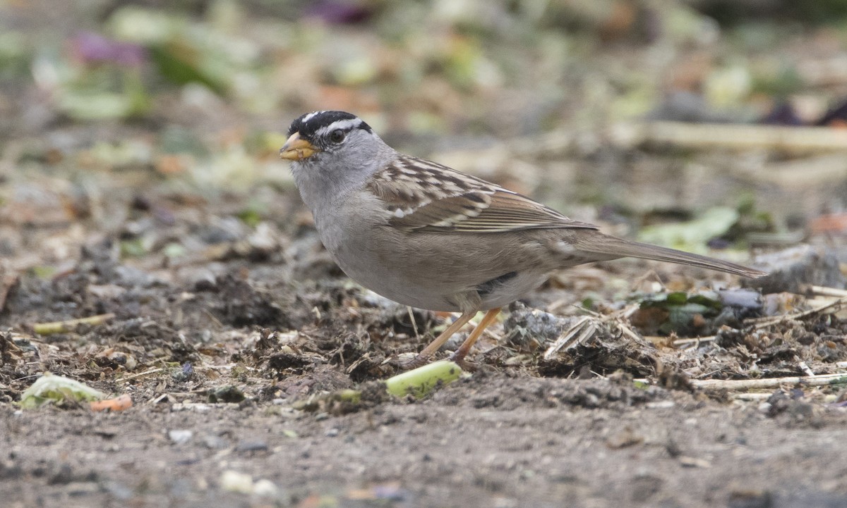 White-crowned Sparrow (pugetensis) - Brian Sullivan