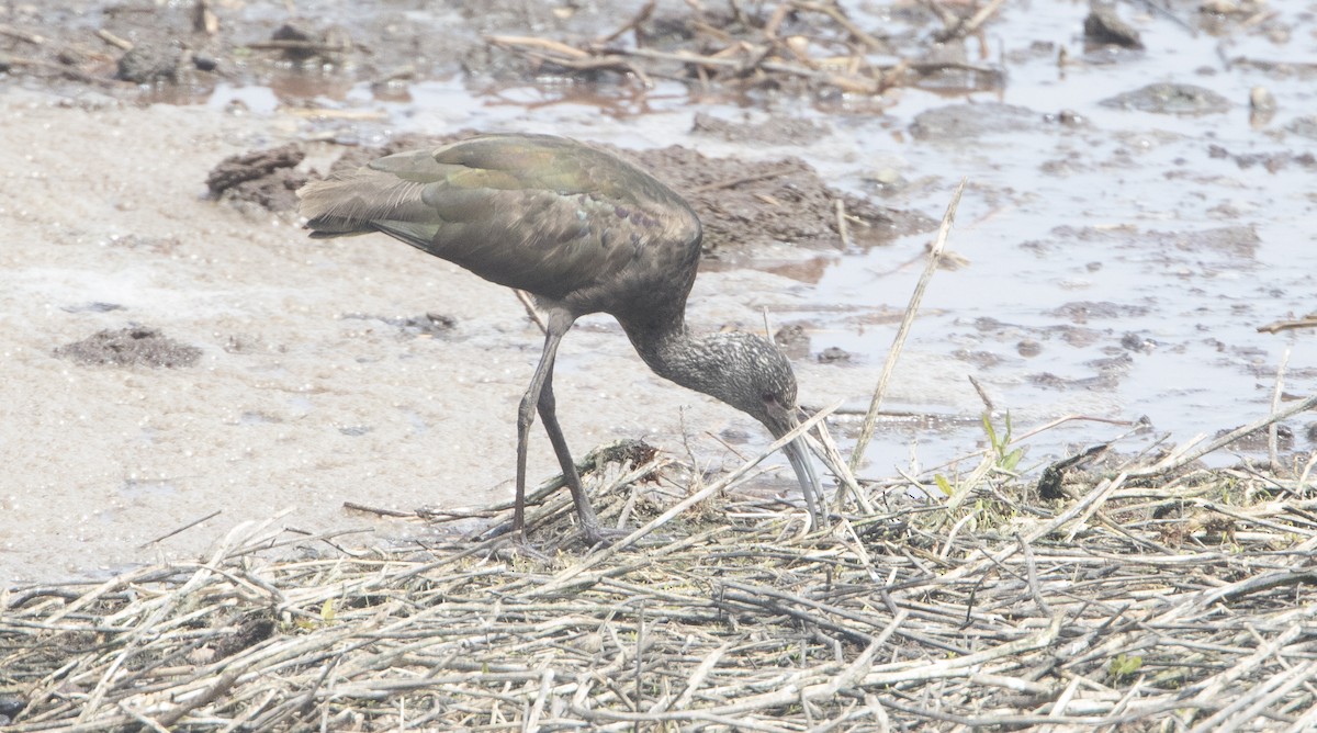 ibis americký - ML26591151
