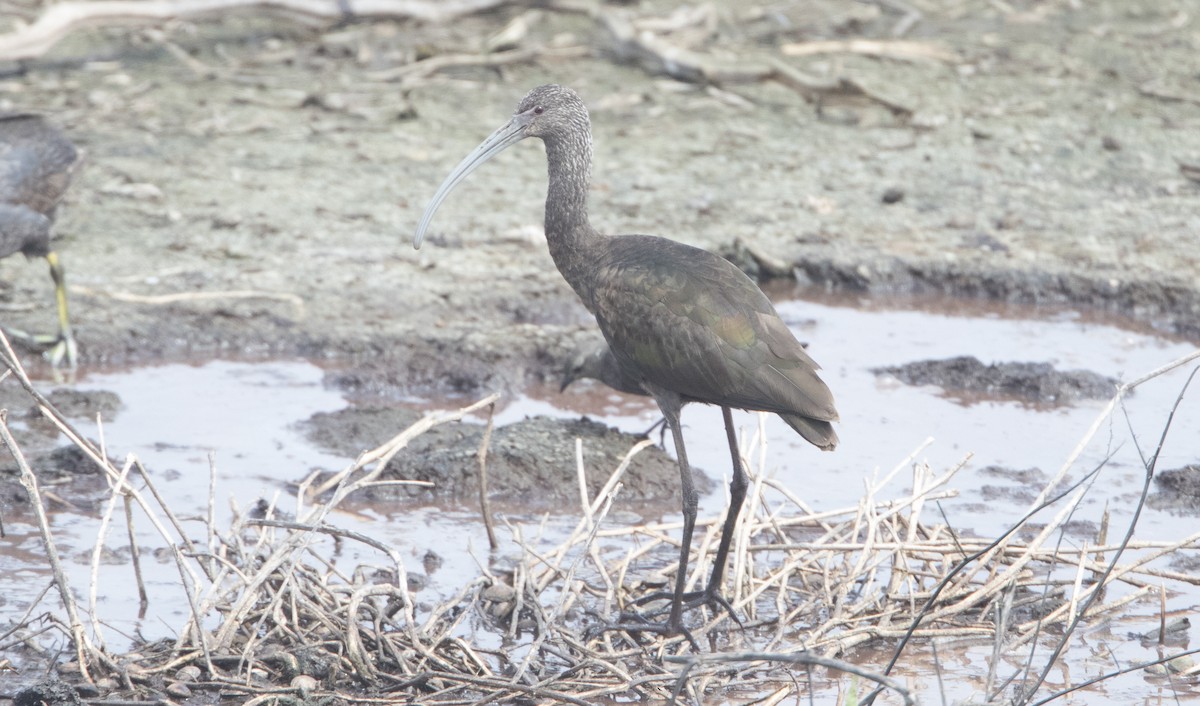ibis americký - ML26591191
