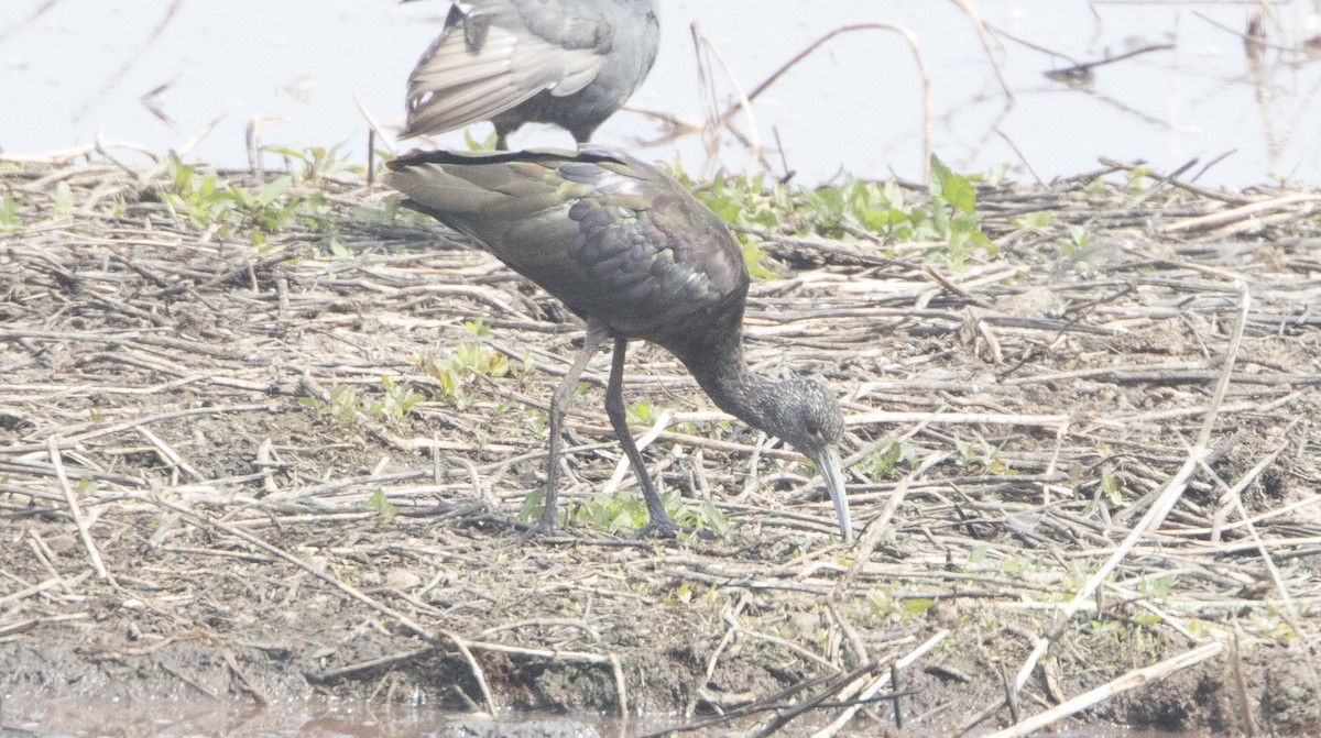 ibis americký - ML26591231