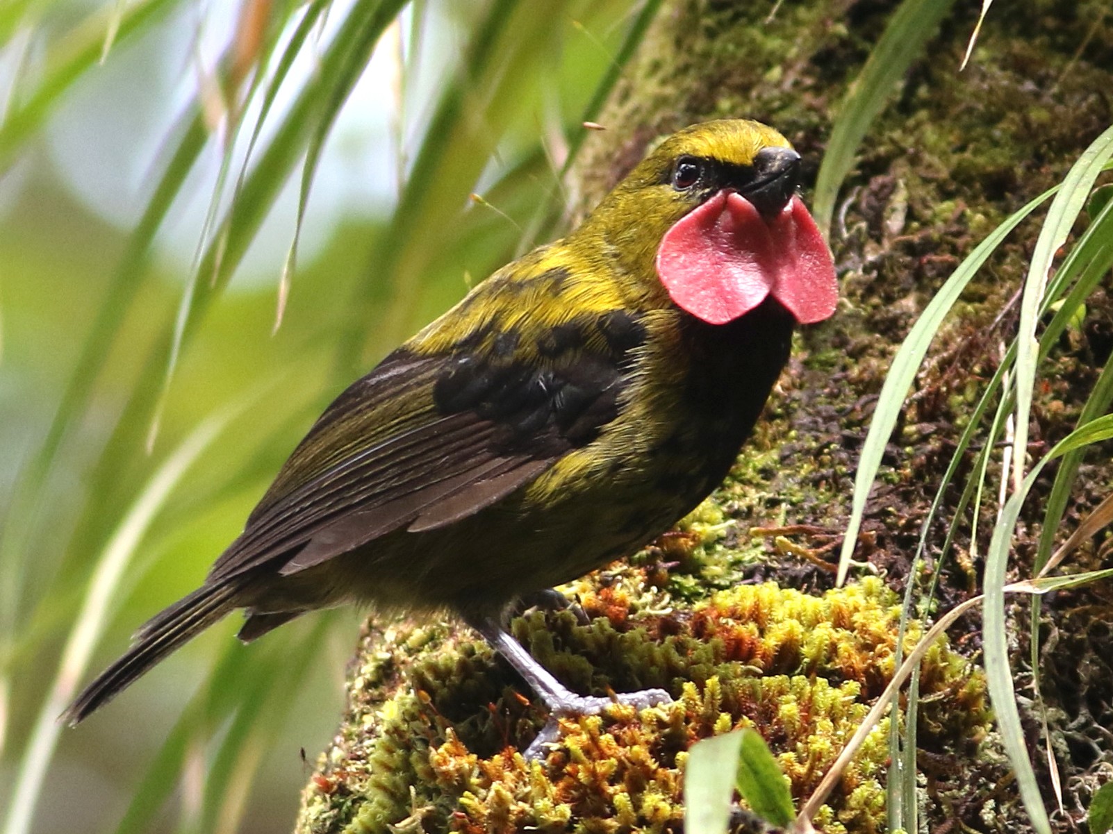 Wattled Ploughbill - Chris Wiley