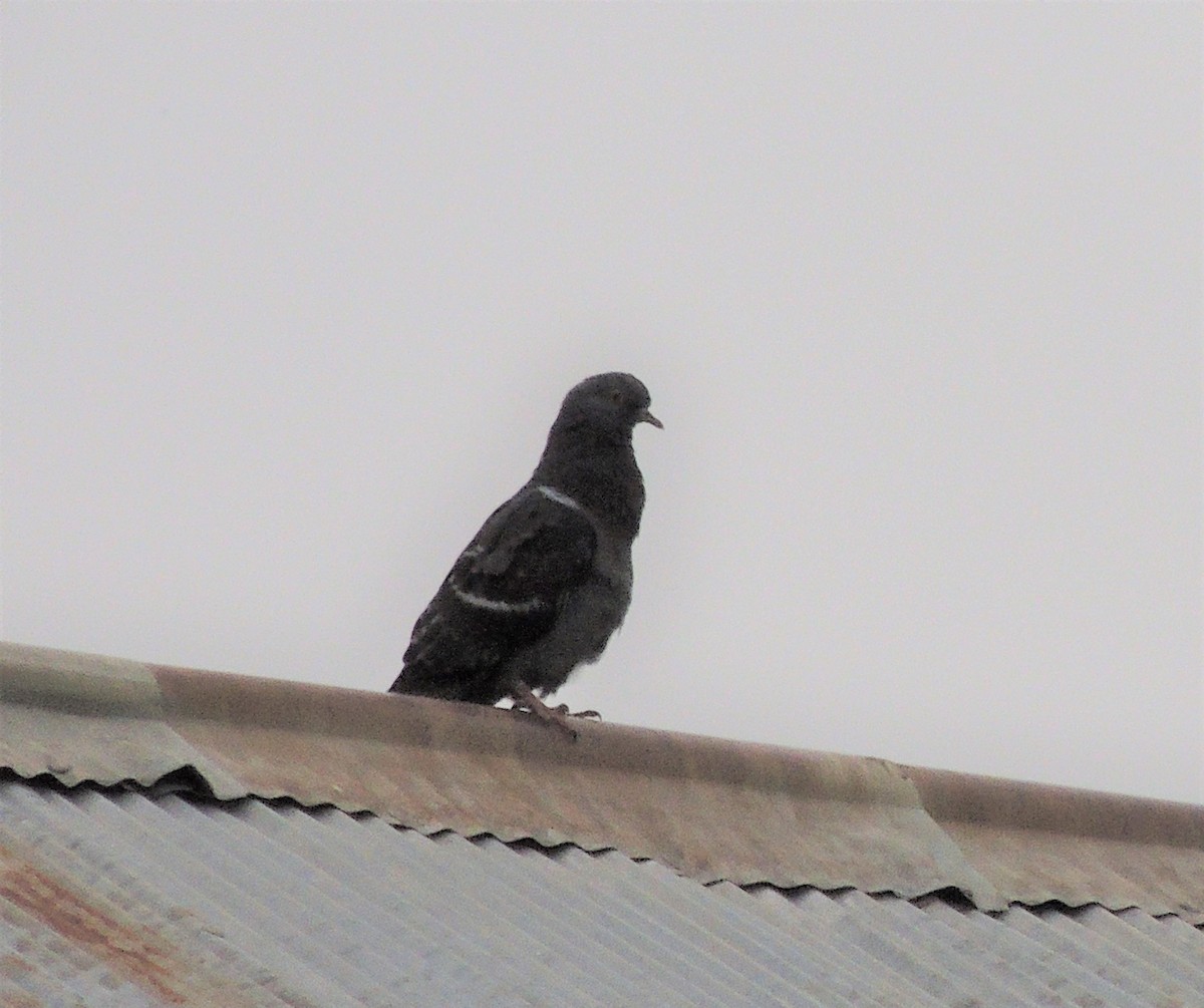 Rock Pigeon (Feral Pigeon) - ML265916751