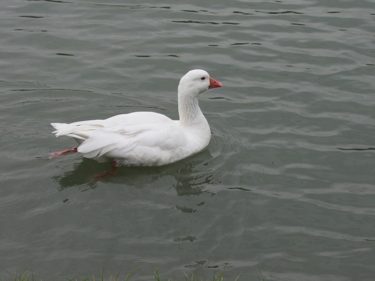 Graylag Goose (Domestic type) - ML265918381