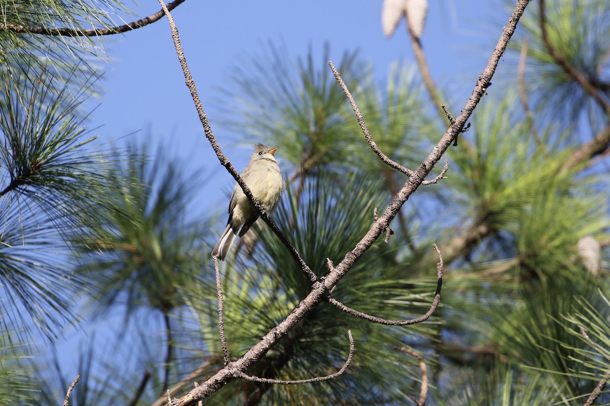 Greater Pewee (Central American) - ML265926411