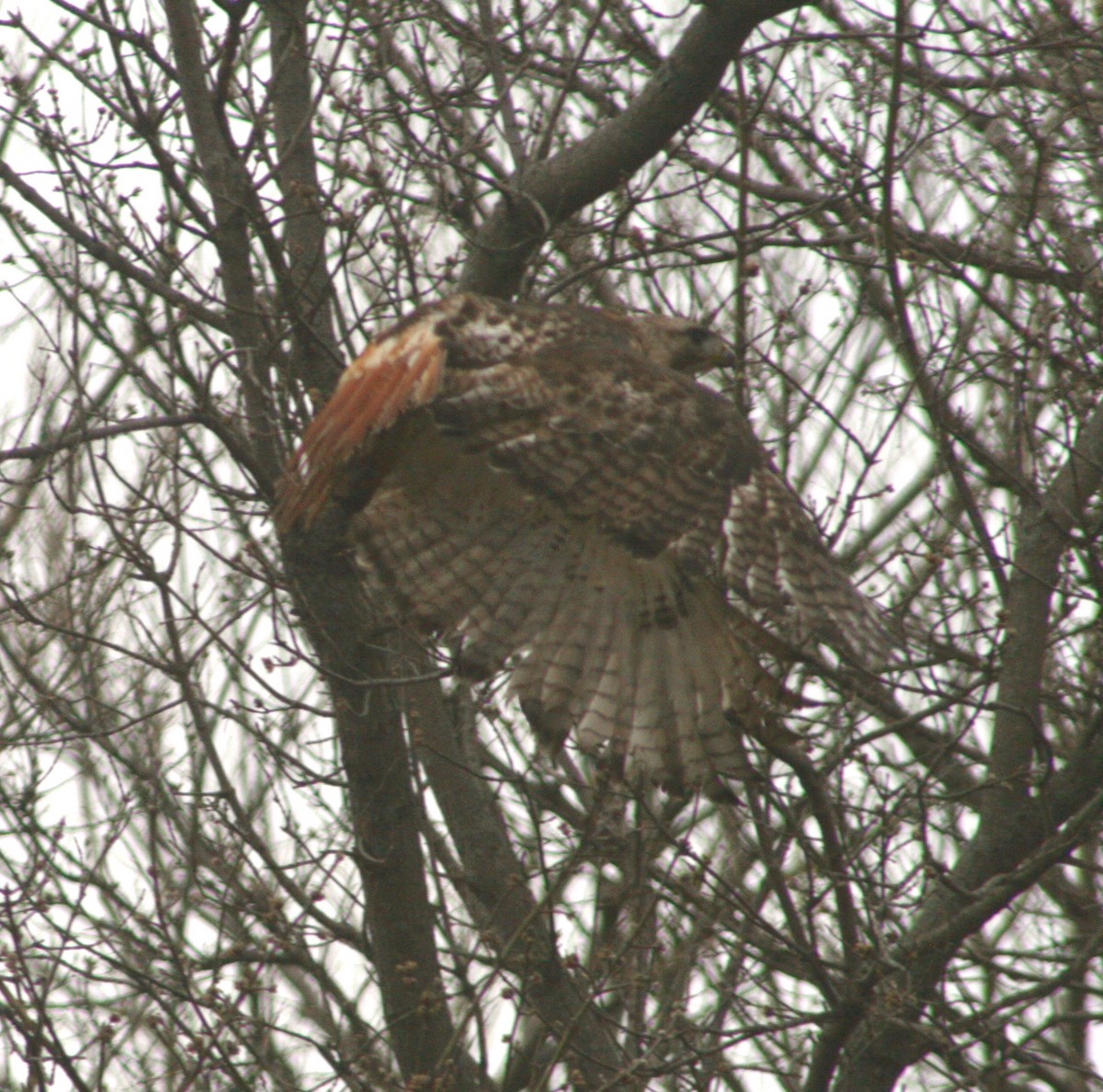 Red-tailed Hawk - ML26592681
