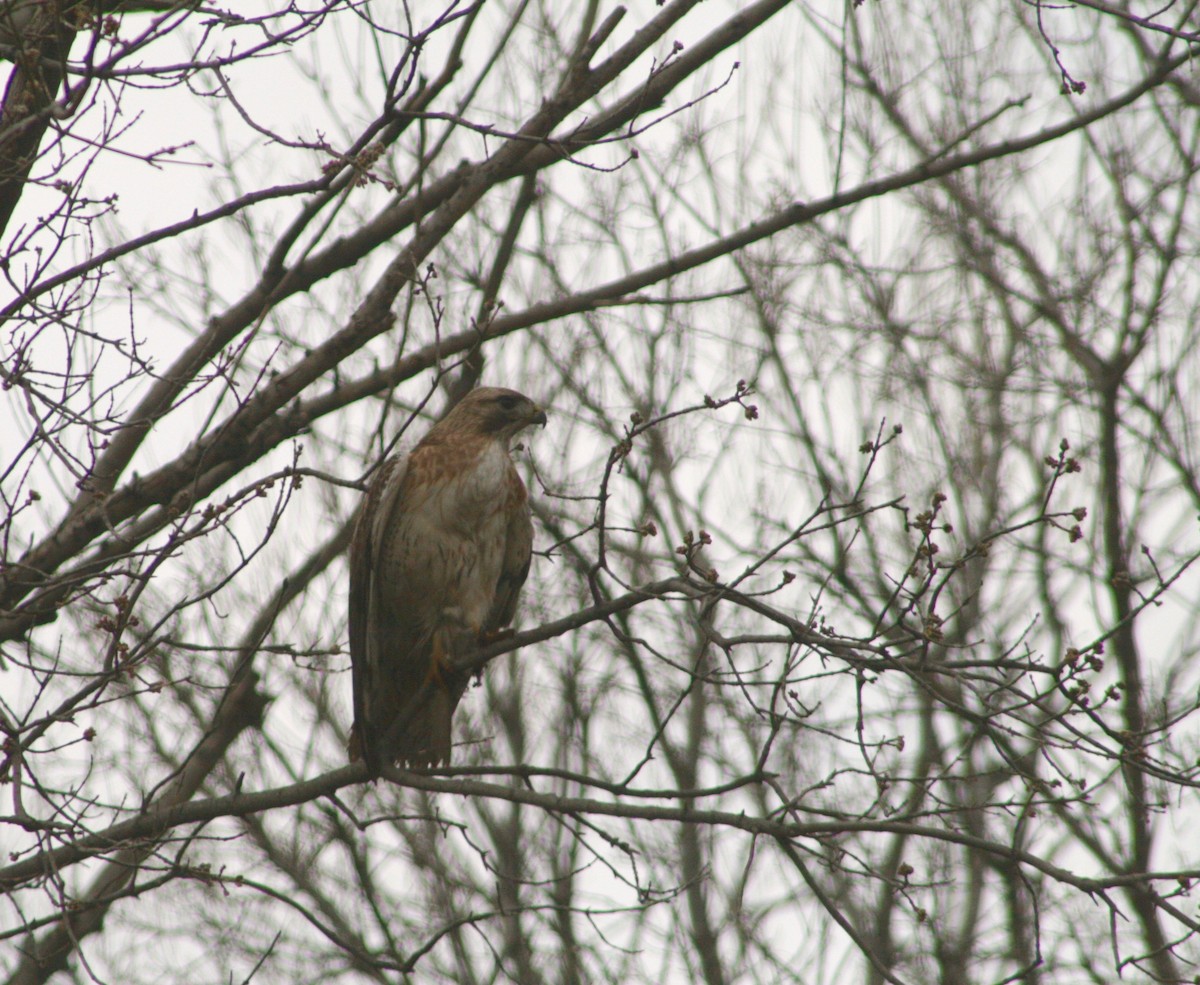 Red-tailed Hawk - ML26592691