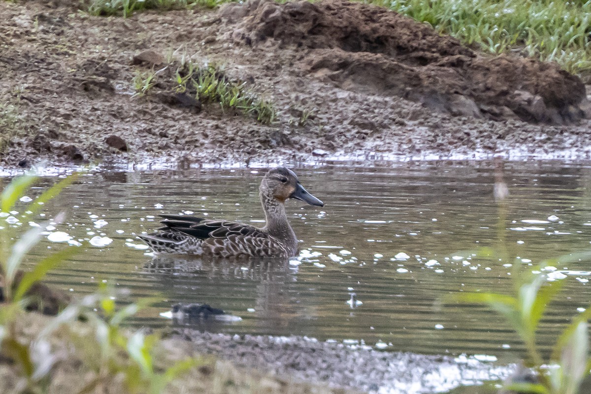 Blue-winged Teal - ML265945381