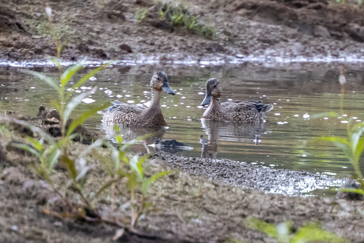 Blue-winged Teal - ML265945411