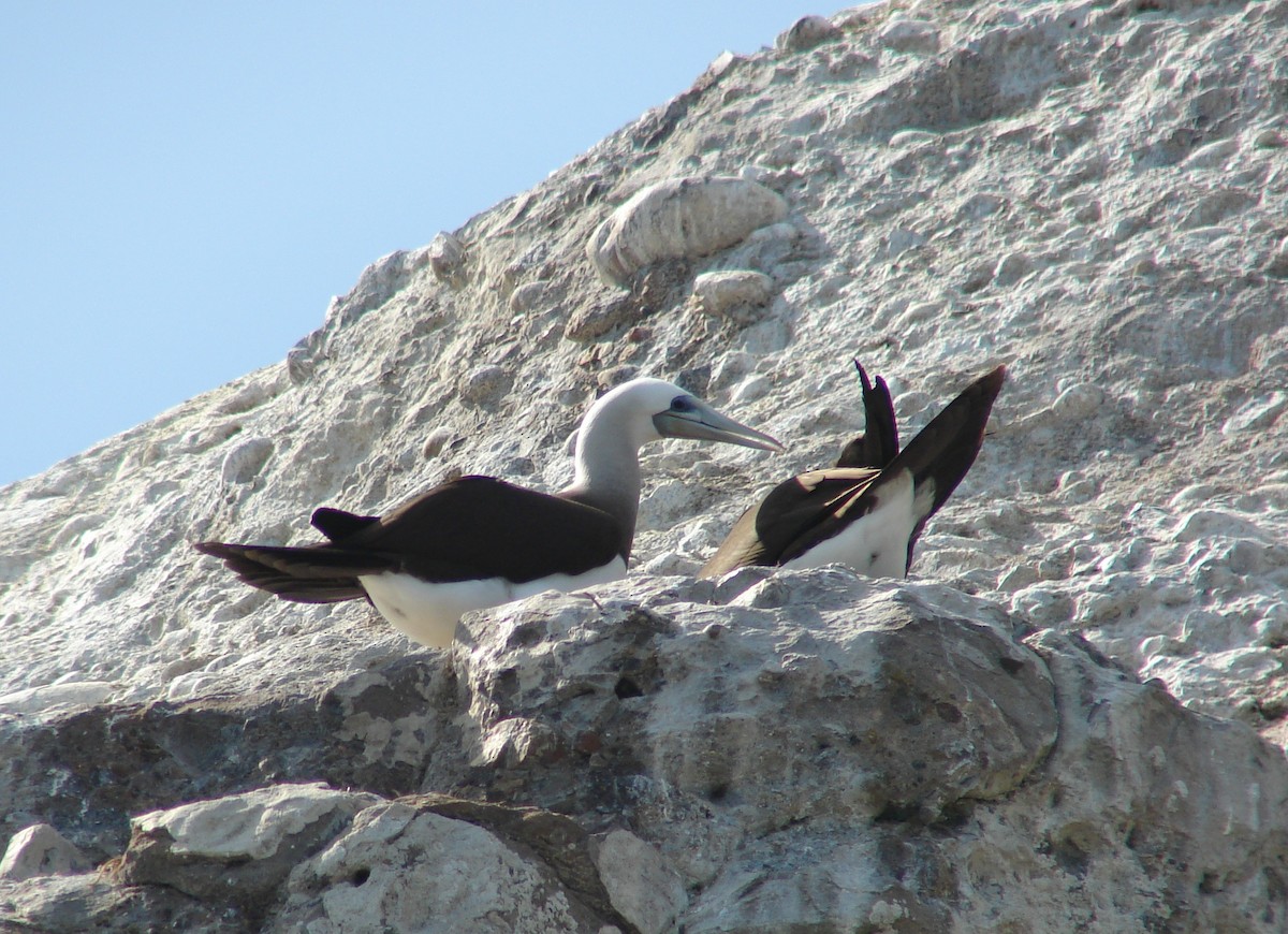 Brown Booby - ML265947201