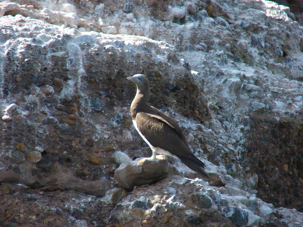 Brown Booby - ML265947351