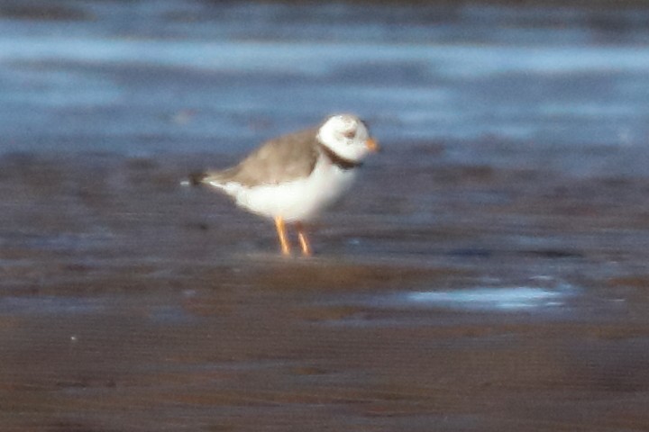 Common Ringed Plover - ML265953401