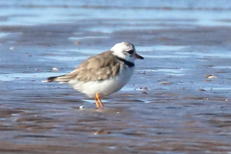 Common Ringed Plover - ML265953441