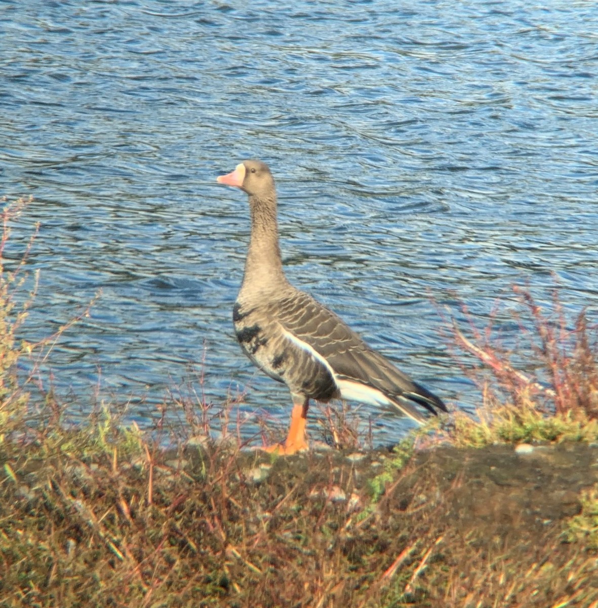 Greater White-fronted Goose - Michael Krzywicki