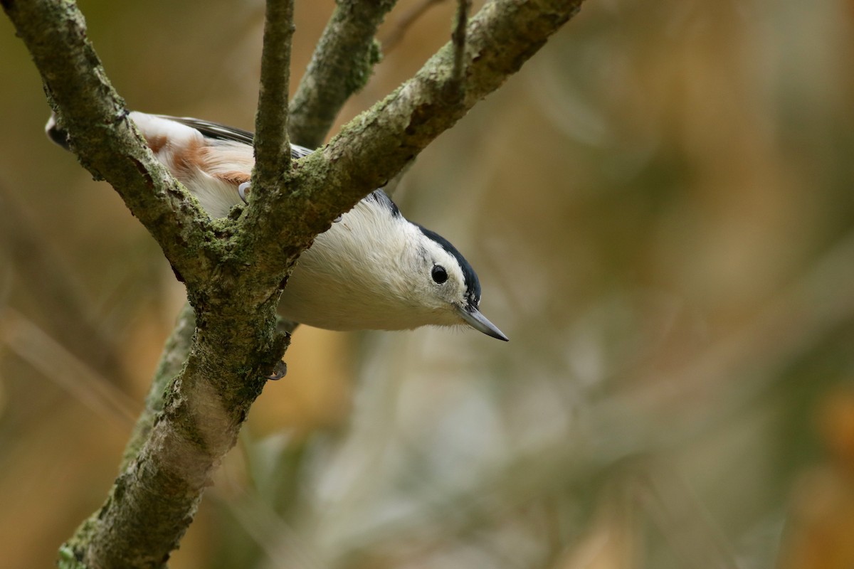 White-breasted Nuthatch (Eastern) - Joel Eckerson