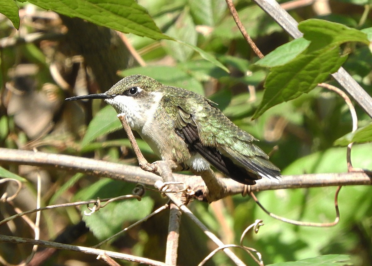 Ruby-throated Hummingbird - Nancy Tognan