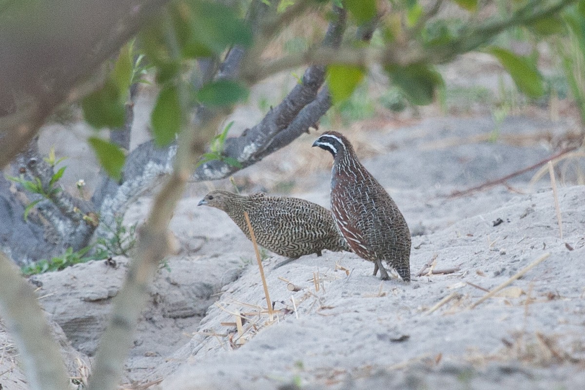 Madagascar Partridge - ML265957961