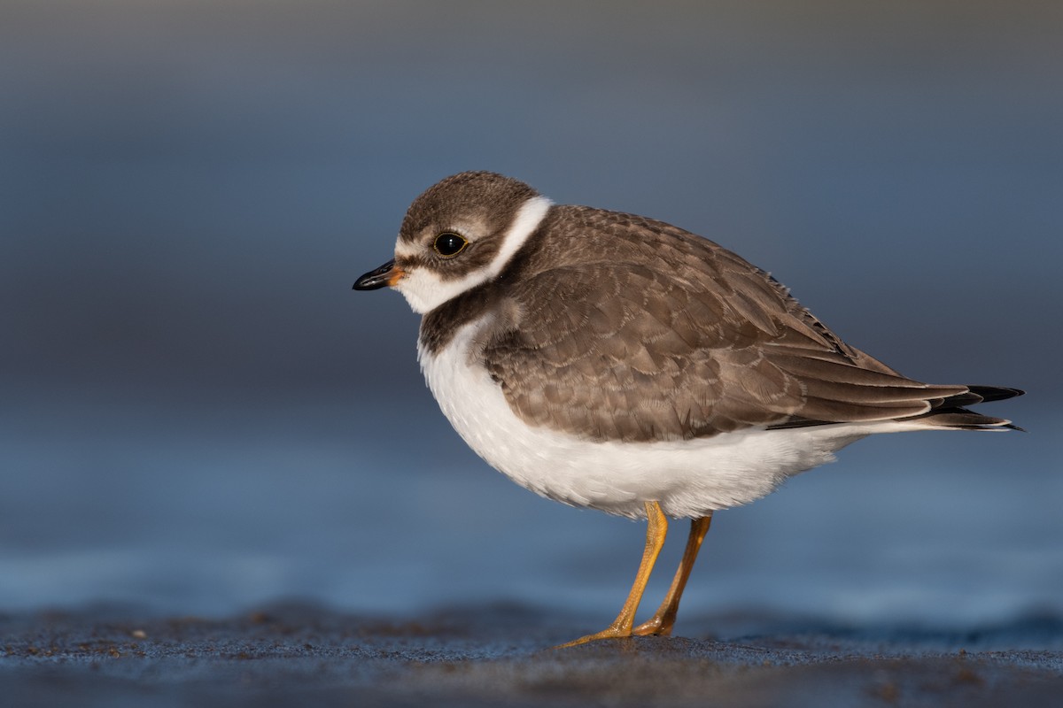 Semipalmated Plover - ML265960341