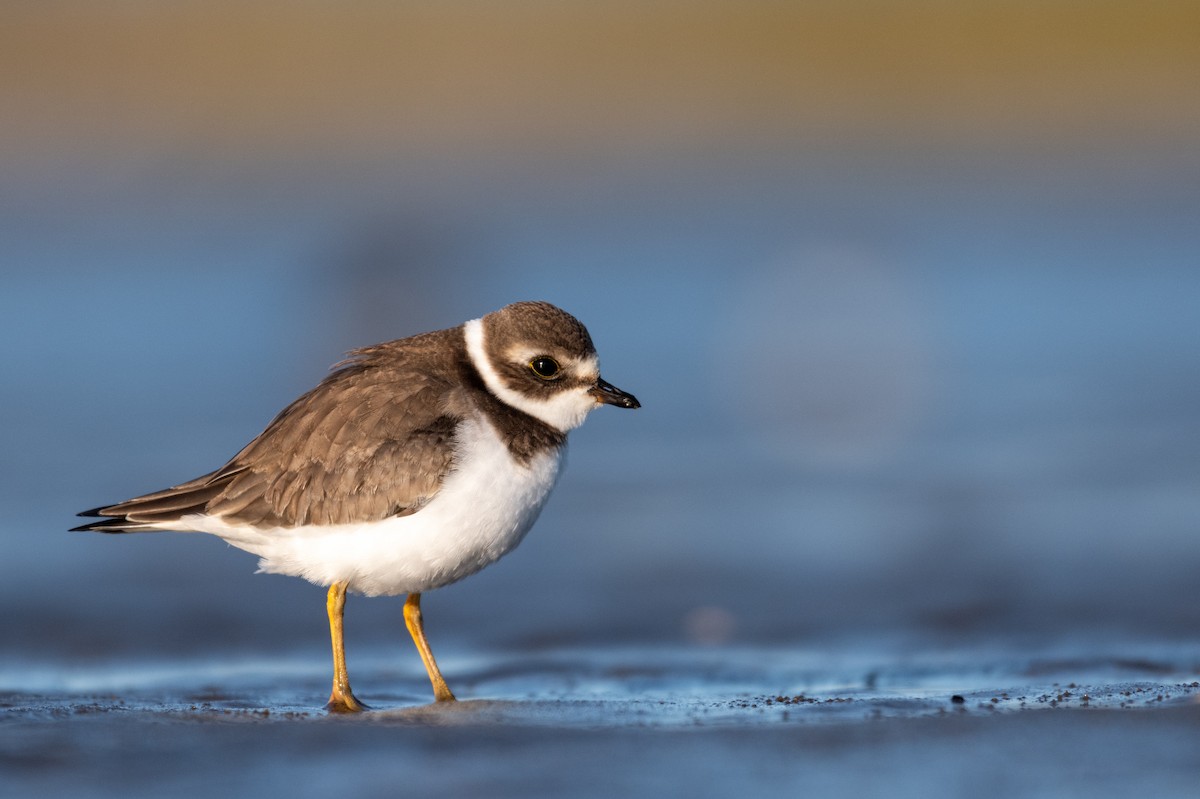 Semipalmated Plover - ML265960351