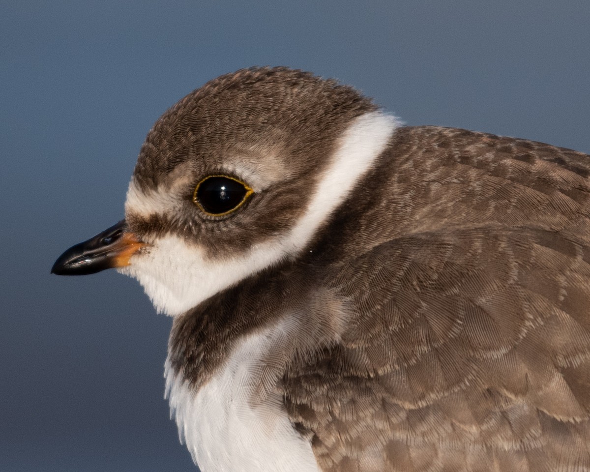 Semipalmated Plover - ML265962261