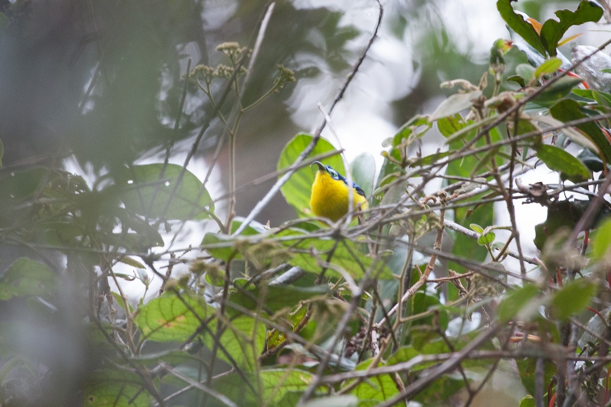 Yellow-bellied Sunbird-Asity - ML265962721