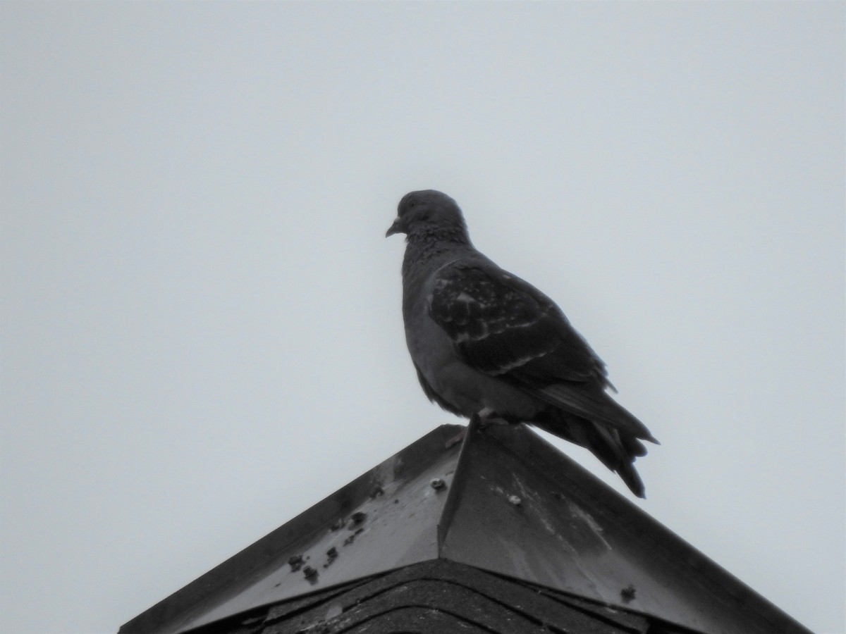 Rock Pigeon (Feral Pigeon) - ML265967171