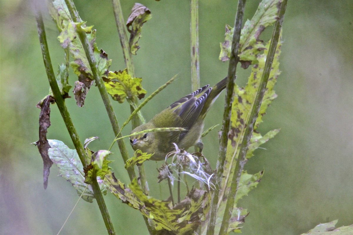 Tennessee Warbler - Vickie Baily