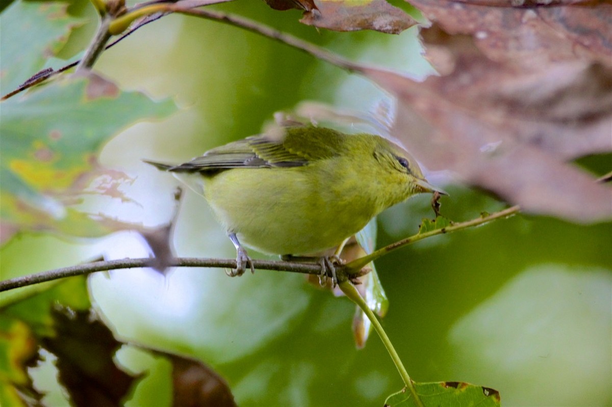 Tennessee Warbler - Vickie Baily