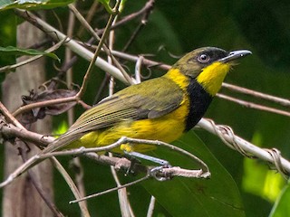 Male - Lars Petersson | My World of Bird Photography - ML265977481