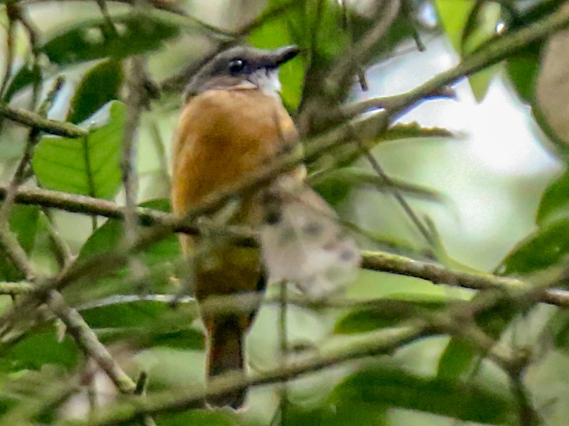 Rusty Whistler - eBird