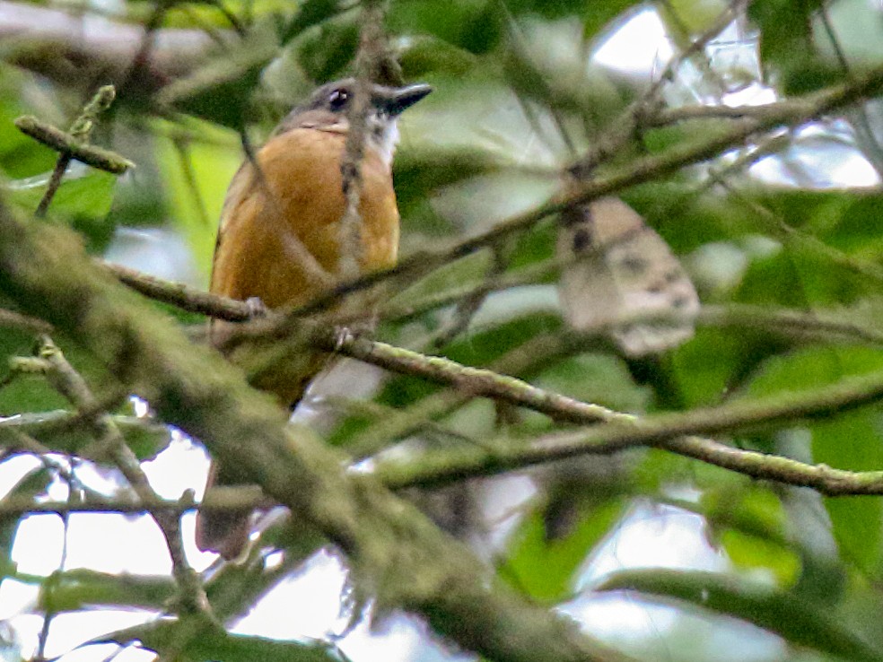 Rusty Whistler - eBird