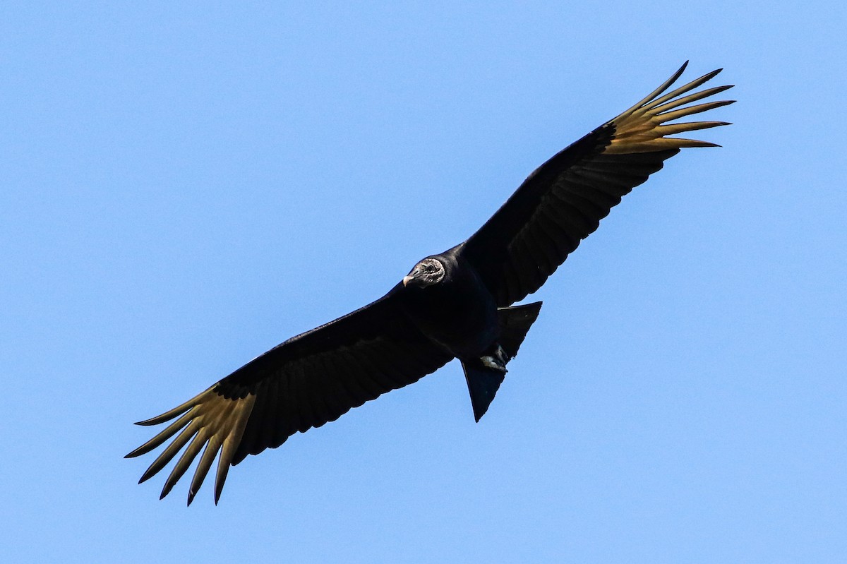 Black Vulture - ML265981181