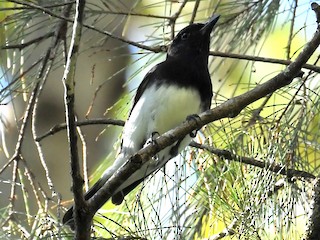  - Black-headed Whistler