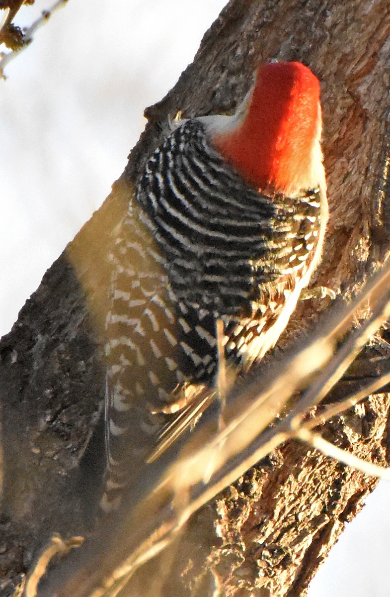 Red-bellied Woodpecker - ML26598801