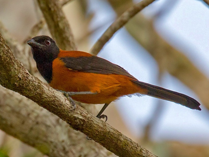 Hooded Pitohui - Lars Petersson | My World of Bird Photography