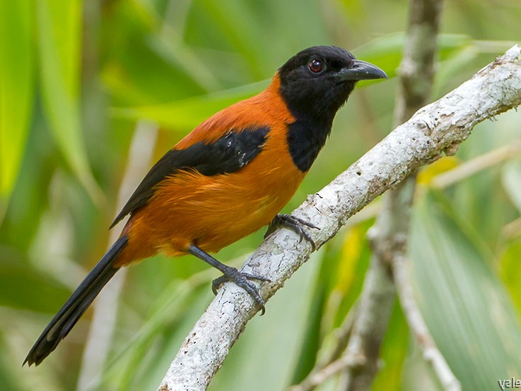 Hooded Pitohui - Frédéric PELSY