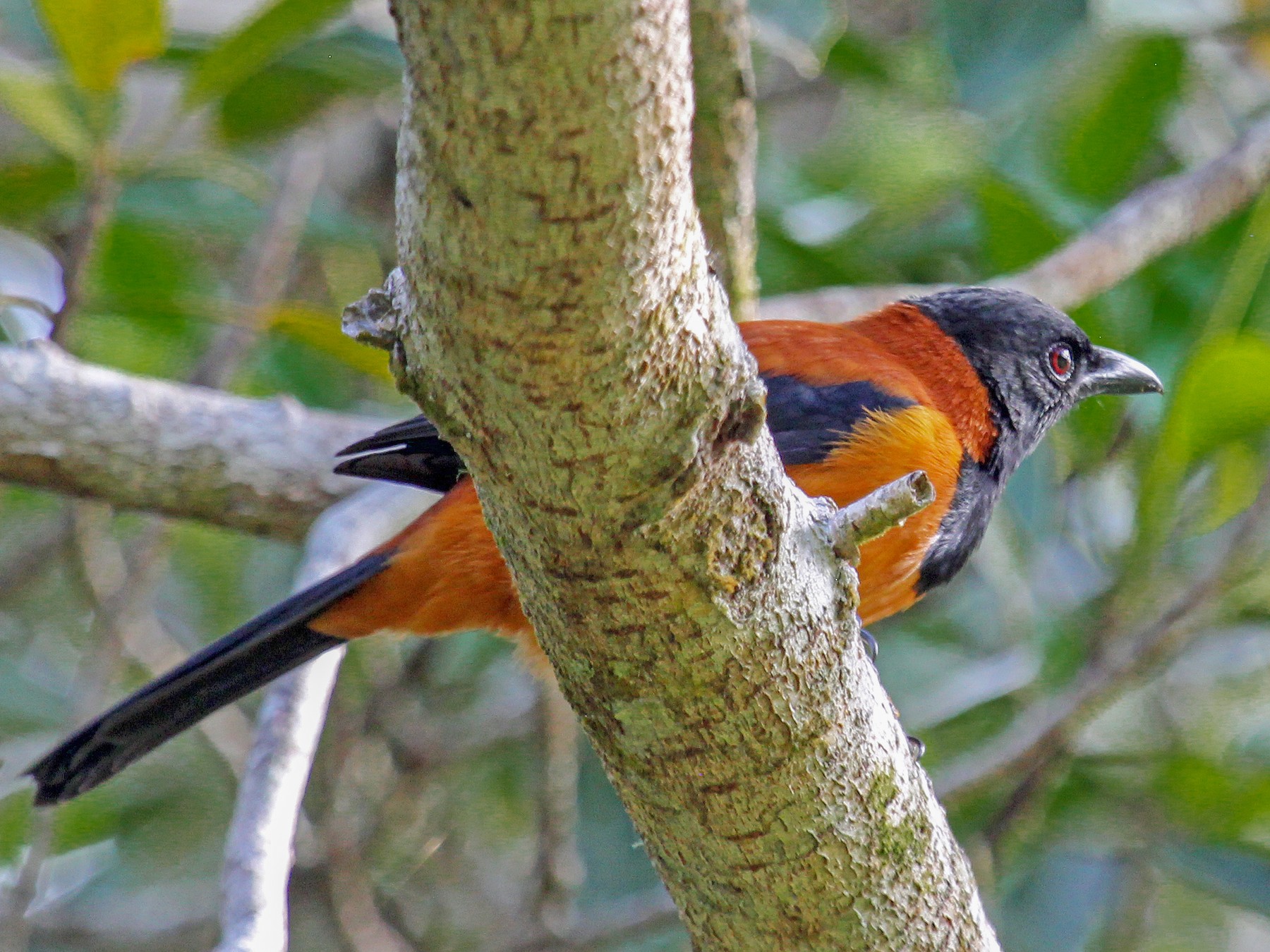 Hooded Pitohui - Greg  Griffith