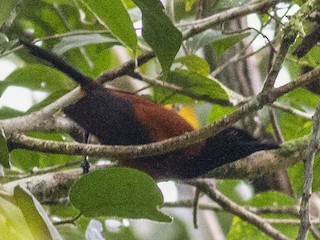  - Southern Variable Pitohui