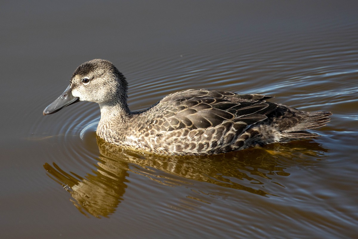 Blue-winged Teal - ML266001461