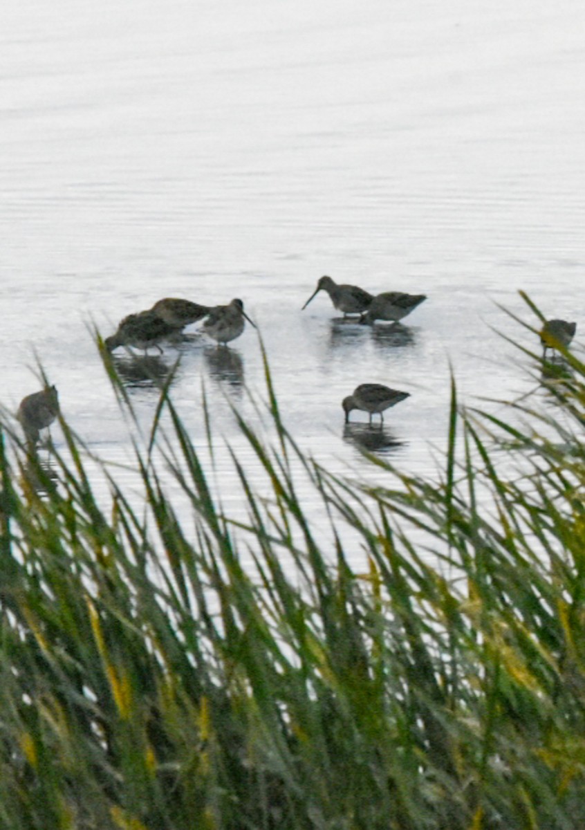 Long-billed Dowitcher - ML266001591