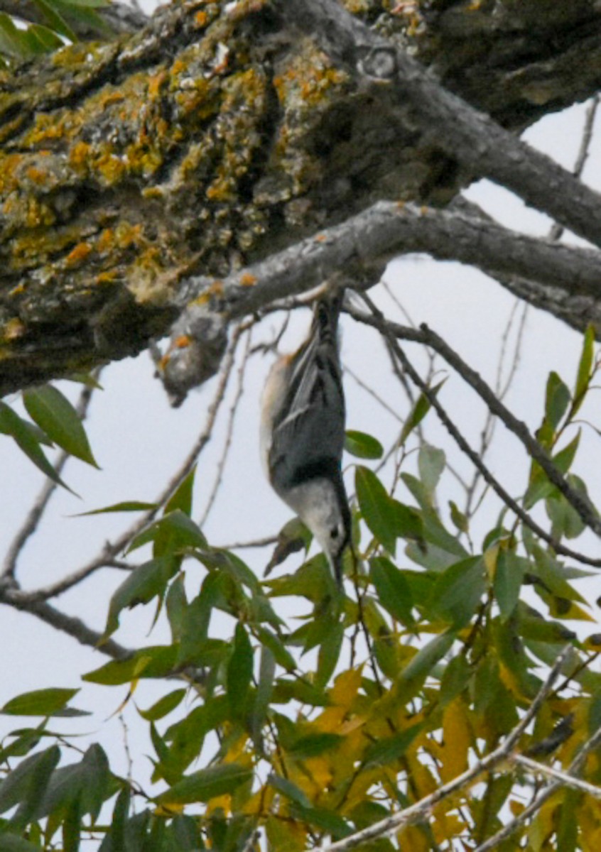 White-breasted Nuthatch - ML266002191