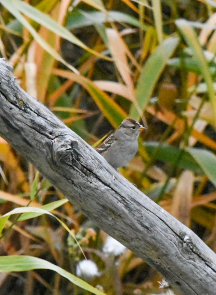 White-crowned Sparrow - ML266002571