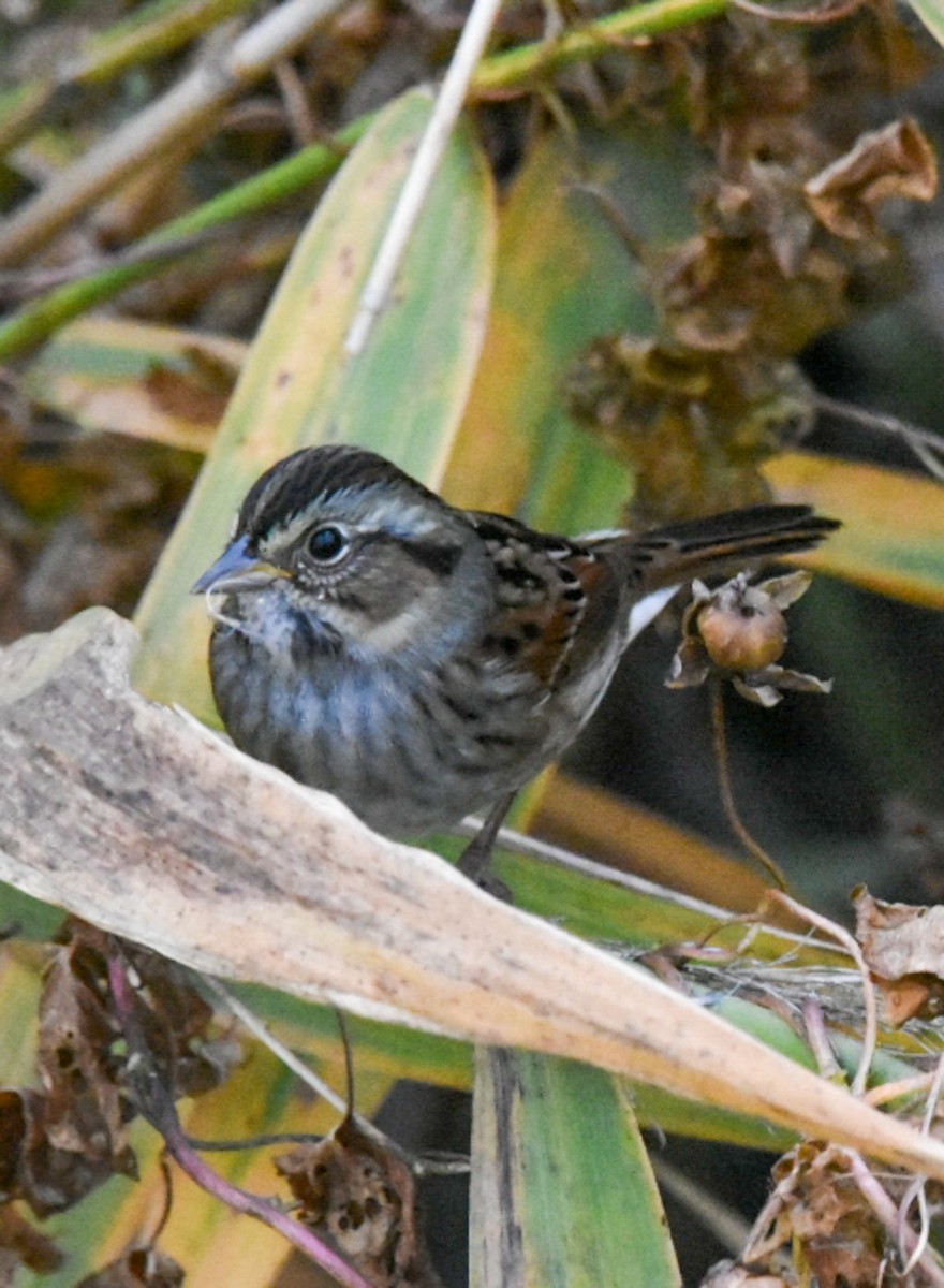 Swamp Sparrow - ML266002641