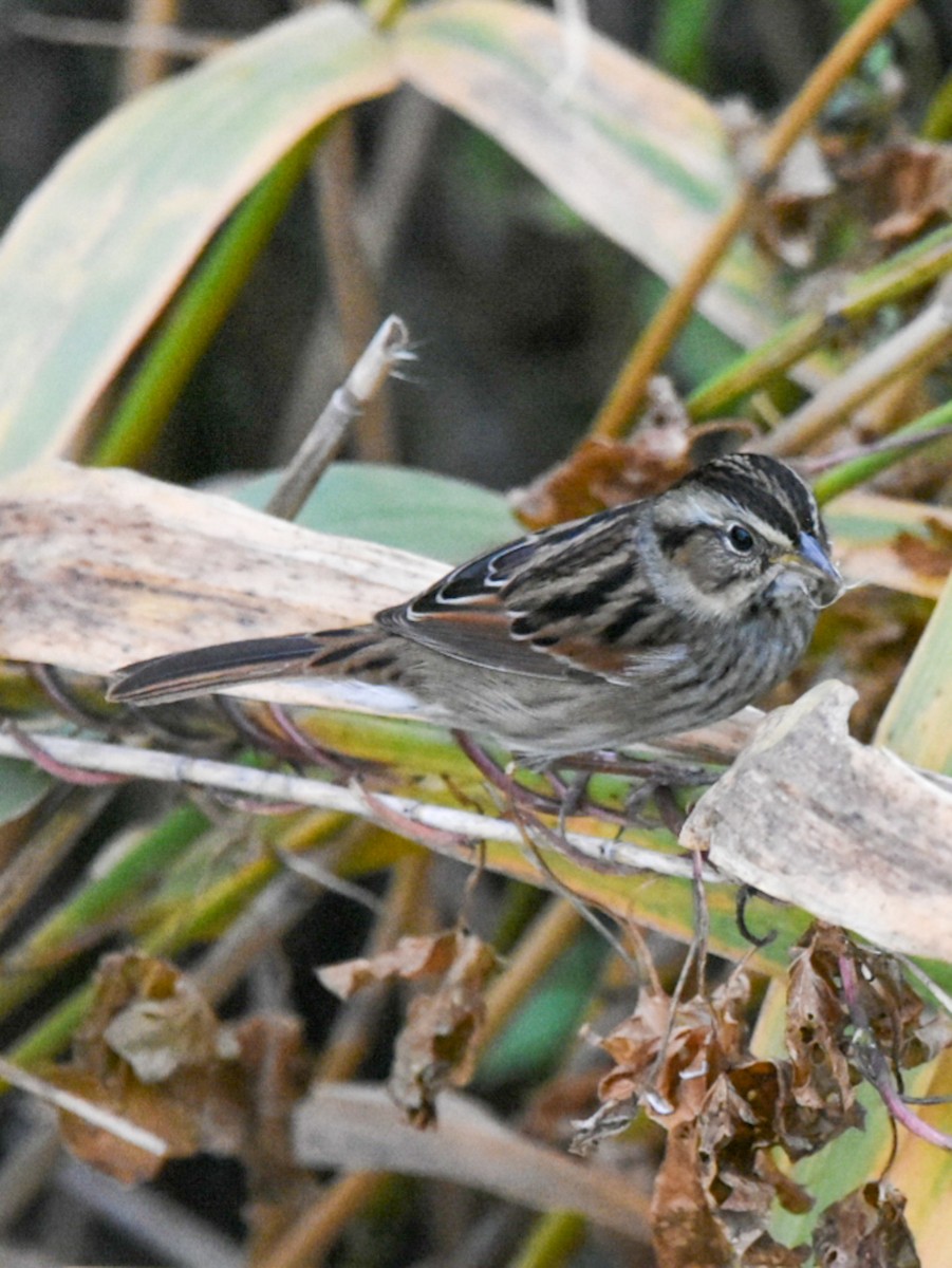 Swamp Sparrow - ML266002751