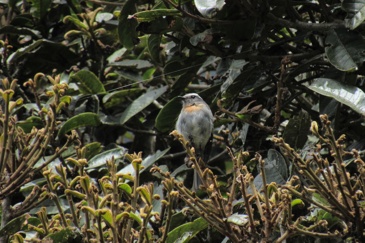 Rufous-breasted Chat-Tyrant - ML266002981