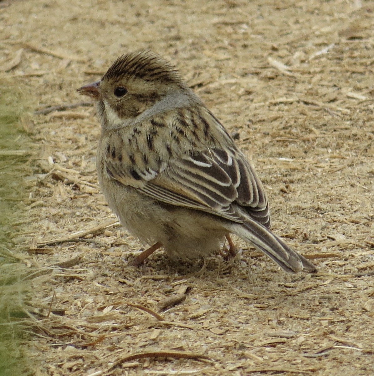 Clay-colored Sparrow - ML266013601